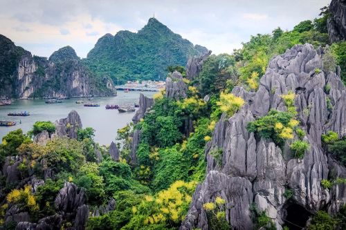 Sinh trưởng trong điều kiện khắc nghiệt, Phát tài núi vẫn vươn mình mạnh mẽ từ những khe đá, biểu tượng cho sức sống bền bỉ của thiên nhiên. Nguồn ảnh: Báo Quảng Ninh