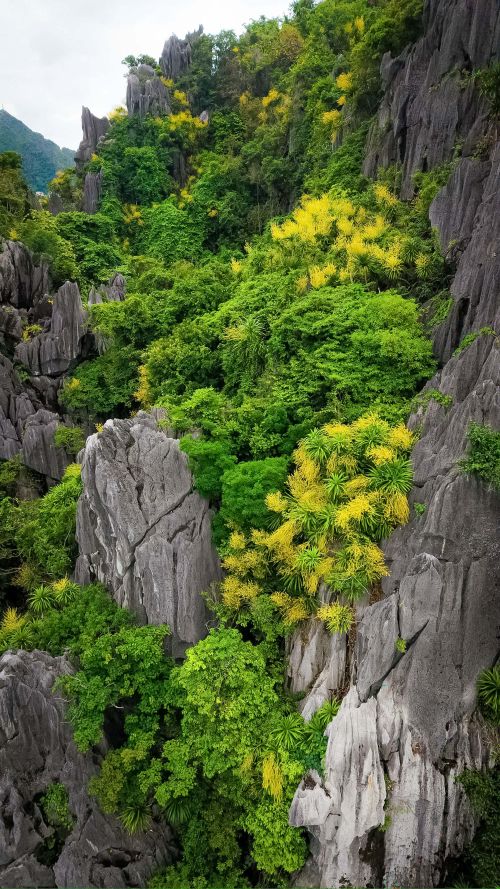 Những chùm hoa Phát tài núi nở vàng rực trên các dãy núi đá vôi, nổi bật giữa màu xanh trên đảo đá. Nguồn ảnh: Báo Quảng Ninh
