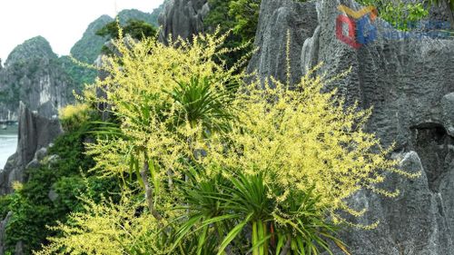 Một quần thể phất dụ đang kỳ bung sắc. Nguồn ảnh: Báo Quảng Ninh