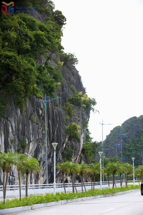 Hoa phất dụ nở trên một đảo đá sát đường bao biển Hạ Long - Cẩm Phả. Nguồn ảnh: Báo Quảng Ninh
