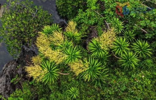 Bức tranh của thiên nhiên. Nguồn ảnh: Báo Quảng Ninh