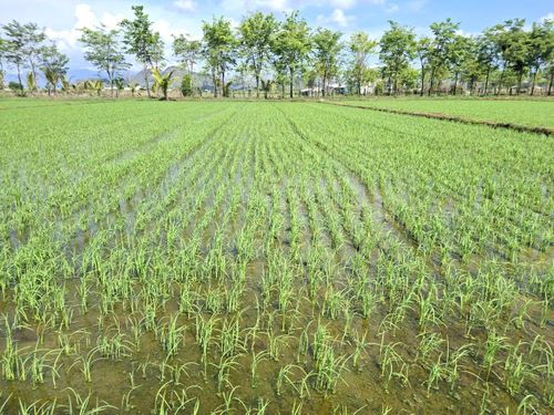 Áp dụng phương pháp sạ cụm giảm khoảng 50% khối lượng hạt giống lúa so với phương pháp sạ lan thông thường.