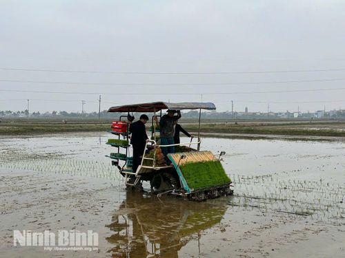 Nông dân xã Yên Mô đẩy mạnh cơ giới hóa khâu gieo cấy nhằm xây dựng vùng sản xuất lúa tập trung, chất lượng cao. ( Ảnh: Tư liệu)