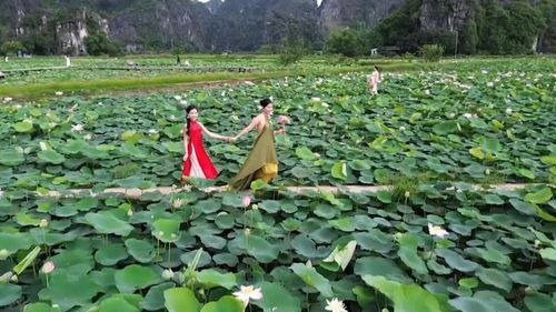  Chụp ảnh với hoa sen - Ảnh: N.T 