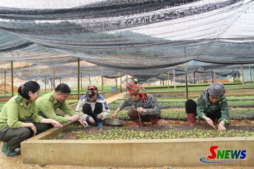 Vườn ươm giống tại Ban quản lý rừng Đặc dụng – Phòng hộ Thuận Châu