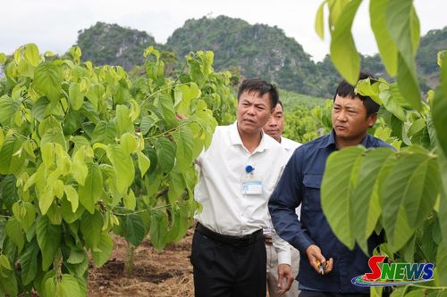 Mô hình trồng na của HTX OHAYO, tiểu khu Bình Minh cho thu nhập cao.