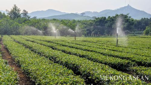 Số liệu từ Cục Hải quan cho biết, Việt Nam hiện xuất khẩu chè sang khoảng 18 thị trường trên thế giới. Ảnh minh họa: Đức Anh - Mekong ASEAN