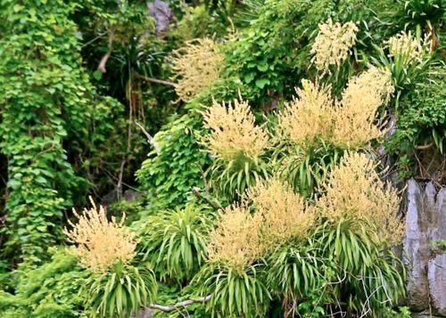 Hoa phất dụ núi dạng chùm, gồm một cuống dài lớn, các hoa nhỏ li ti màu vàng xanh. Cây phân bố thành quần thể, bám trên các vách núi cheo leo và soi bóng xuống mặt vịnh yên ả. Ảnh: TT