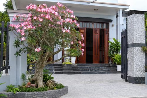 Nếu bạn yêu thích hoa sứ và muốn trồng trước nhà, việc lựa chọn vị trí là yếu tố rất quan trọng. Ảnh minh họa.