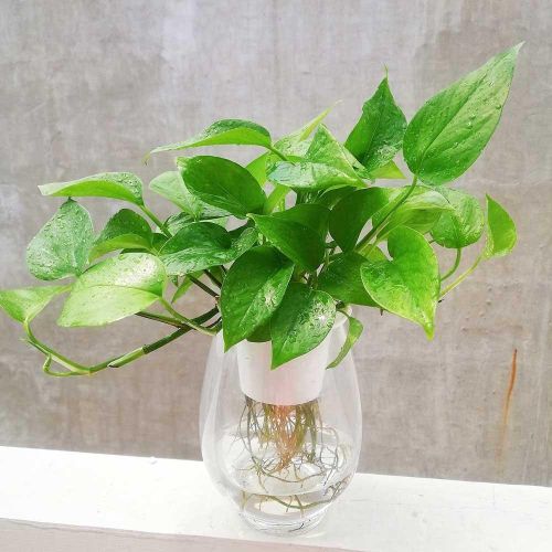 Trong quan niệm phong thủy, trầu bà được xem là biểu tượng của sự may mắn, tài lộc và thịnh vượng. Ảnh minh họa.