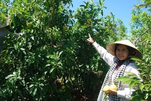 Từ khu vườn của Hợp tác xã Trái cây Minh Thương, một tín hiệu tích cực đang được hình thành. Đó là cách người nông dân lựa chọn giống cây dựa trên điều kiện tự nhiên, tổ chức sản xuất trên nền tảng hữu cơ và xây dựng liên kết trước khi mở rộng diện tích