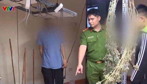 Lực lượng Công an phường Yên Hòa khám xét địa điểm các đối tượng sử dụng để trồng, chế biến cần sa trên địa bàn Hà Nội. Ảnh: VTV