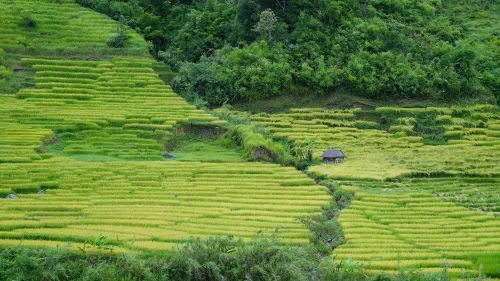 Lúa chín trên các thửa ruộng bậc thang ở xã Ngọc Linh. Ảnh: Dư Toán – TTXVN