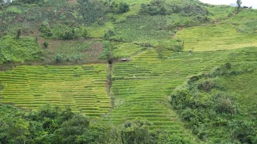 Lúa chín trên các thửa ruộng bậc thang ở xã Ngọc Linh. Ảnh: Dư Toán – TTXVN
