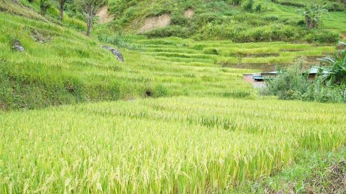 Lúa chín trên các thửa ruộng bậc thang ở xã Ngọc Linh. Ảnh: Dư Toán – TTXVN