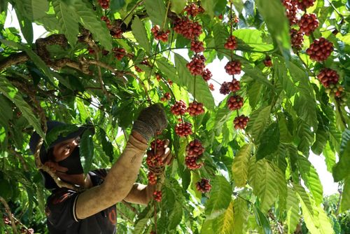  Nông dân tỉnh Gia Lai thu hoạch cà phê. Ảnh: ĐỨC TRUNG 