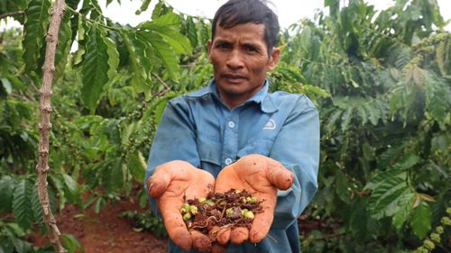 Người dân thôn 4, xã Ia Ko phản ánh cà phê rụng quả non. Ảnh: HỮU PHÚC
