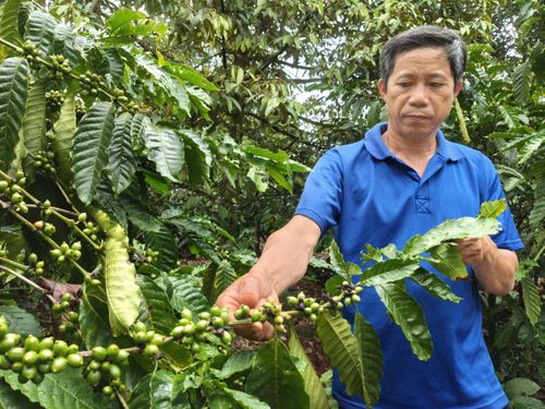 Những quả cà phê non đã chuyển vàng, sẽ tiếp tục rụng. Ảnh: HỮU PHÚC