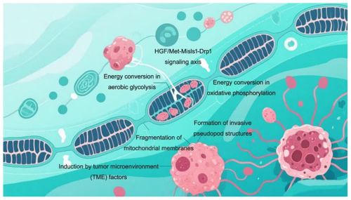 ATP synthase bên trong ty thể được xem là nguồn năng lượng chính của khối u.