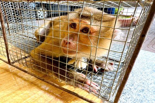 Một trong hai cá thể khỉ quý hiếm được người dân giải cứu và bàn giao cho cơ quan chức năng để chăm sóc, phục hồi sức khỏe.