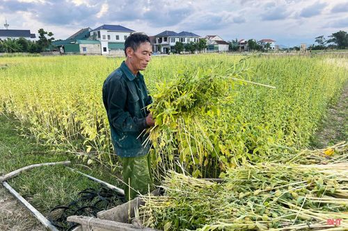 Vụ vừng năm nay, người dân vùng ngoài đê xã Đức Quang phấn khởi vì được mùa, được giá.