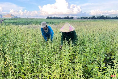 Năm nay do thời tiết thuận lợi nên cây vừng phát triển rất tốt và cho năng suất cao.
