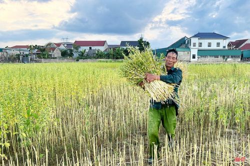 Đầu ra ổn định giúp người dân yên tâm thu hoạch vừng.