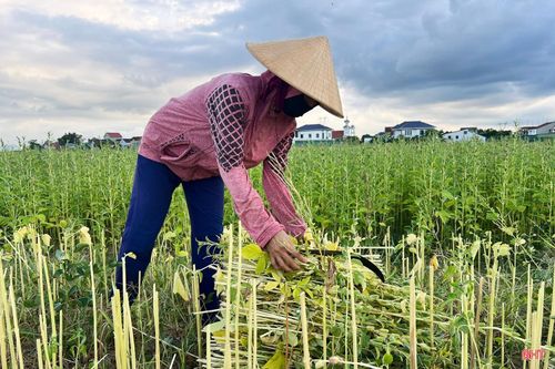 Khi cây vừng chuyển sang màu vàng, người dân bắt đầu thu hoạch, mang về phơi khô rồi tách hạt.