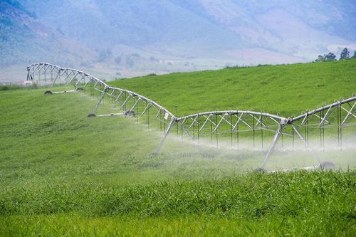Hình ảnh tại các cánh đồng nông nghiệp công nghệ cao của TH.