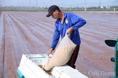 Mô hình chuỗi liên kết sản xuất lúa xanh tại Ninh Bình giúp giảm hơn 25% chi phí sản xuất, nâng lợi nhuận cho nông dân và hướng tới chuỗi giá trị lúa gạo phát thải thấp. Ảnh: Phương Nam