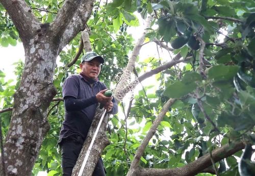  Ông Phạm Văn Chính (làng Bạc 1, xã Chư Prông) trèo lên cây, dùng vợt cán dài để hái bơ. Ảnh: C.H 