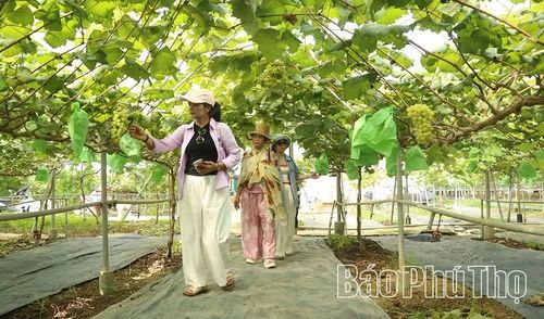 Công tác xây dựng sản phẩm OCOP gắn với trải nghiệm du lịch giúp HTX Nông lâm Tất Thắng, xã Cự Đồng tăng tiêu thụ sản phẩm và mở rộng thị trường thông qua quảng bá của du khách.