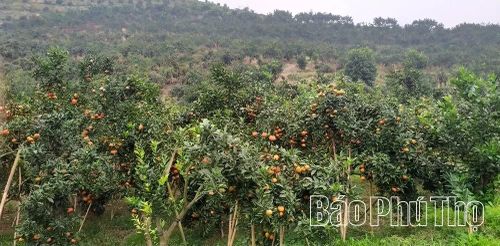 Với diện tích hơn 40ha cây ăn quả như cam, quýt, gia đình ông Nguyễn Văn Hảo ở xã Thu Cúc đang triển khai xây dựng sản phẩm OCOP gắn với du lịch cộng đồng.