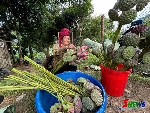 Hoa sen, đài sen mang lại nguồn thu cho người trồng sen.