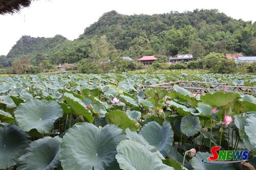 Một góc đầm sen tại bản Híp, phường Chiềng Sinh.