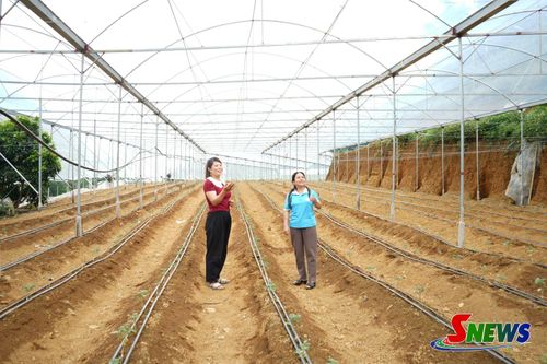 Hội viên phụ nữ xã Vân Hồ đầu tư hệ thống nhà màng hiện đại sản xuất rau màu.