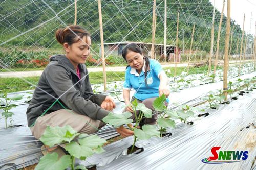 Mô hình trồng dưa leo áp dụng công nghệ tưới tự động của hội viên phụ nữ bản Hang Trùng 1, xã Vân Hồ.