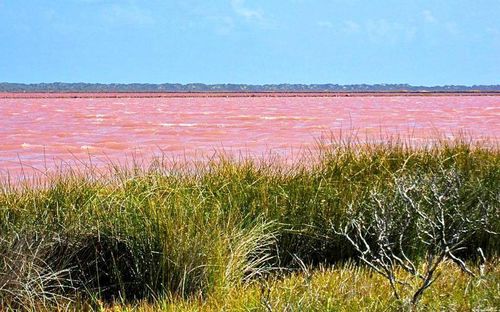 Hồ nước mặn Hutt Lagoon gần Port Gregory là một kỳ quan tự nhiên với sắc hồng tươi sáng đầy quyến rũ. Ảnh: Samuel Orchard/ Wikimedia Commons