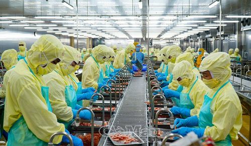 Nhà máy Chế biến thủy sản Minh Phú Khánh An (Khu công nghiệp Khánh An, xã Khánh An) hiện cần tuyển khoảng 3.000 lao động để vận hành tối đa công suất thiết kế.
