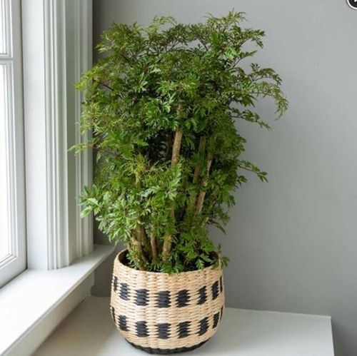 Khi trồng đinh lăng trong nhà cần chọn chỗ nhiều ánh sáng. Ảnh minh họa.