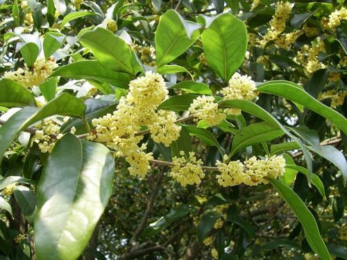 Cây mộc hương từ lâu đã được nhiều gia đình ưa chuộng nhờ vẻ đẹp giản dị và hương thơm đặc trưng. Ảnh minh họa.