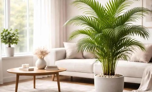 Cau cảnh là lựa chọn giúp lấp đầy khoảng trống một cách hài hòa