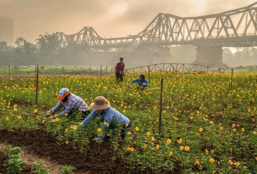 Khu vực bãi sông Hồng có thể trở thành mô hình phát triển công nghiệp văn hóa cho Hà Nội trong tương lai.