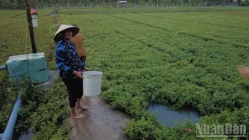 Người dân xã Long Định ngậm ngùi nhìn ruộng rau của mình bị thiệt hại.