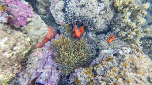 Giữa những khóm quỳ, thi thoảng ta có thể bắt gặp những chú cá hề (cá Nemo) với kích thước có thể to bằng lòng bàn tay.