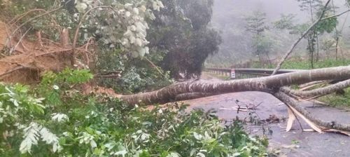 Nhiều cây lớn bật gốc chắn ngang đường, làm hư hỏng khoảng 36m rãnh dọc và mái taluy tại Km413+600.
