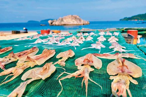 Dưới nắng và gió biển Cù Lao Chàm, mực tươi chỉ cần khoảng 5 giờ phơi là đạt độ khô của mực một nắng