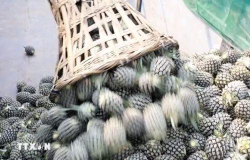 Thu hoạch dứa. (Ảnh minh họa: Quốc Khánh/TTXVN)