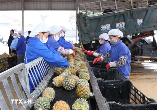 Dứa mới được thu hoạch được công nhân phân loại trước khi đưa vào khu vực chế biến tại Công ty cổ phần Thực phẩm xuất khẩu Đồng Giao. (Ảnh: Đức Phương/TTXVN)