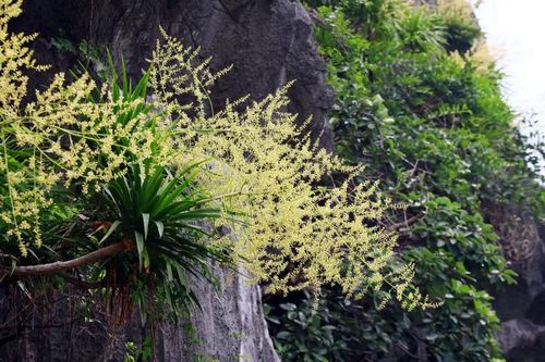 Hoa phát tài núi khoe sắc bên bờ vịnh Hạ Long. (Ảnh: Đức Hiếu/TTXVN)